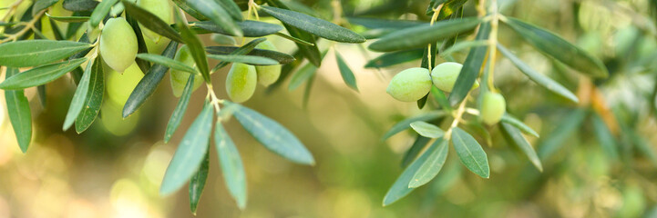 green olives grow on a olive tree branch in the garden. selective focus. banner