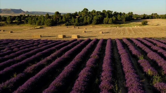 lavender straw bales wheat vineyards in spain