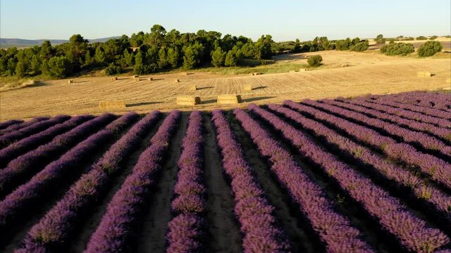 lavender straw bales wheat vineyards in spain