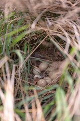 Naklejka na ściany i meble pheasant nest in the wild on the grass field
