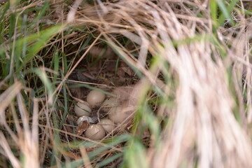 pheasant nest in the wild on the grass field
