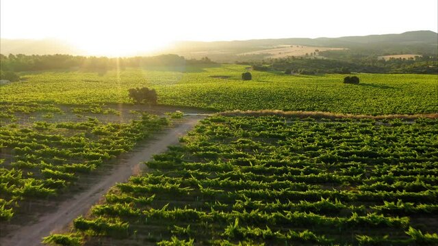 lavender straw bales wheat vineyards in spain