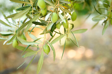 green olives grow on a olive tree branch in the garden. selective focus