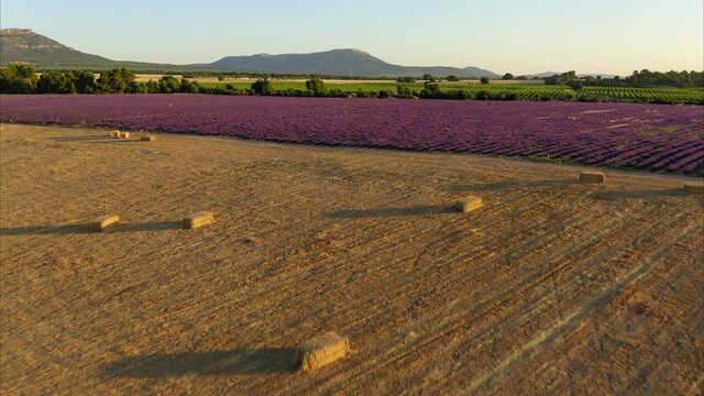 lavender straw bales wheat vineyards in spain