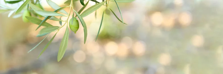 Fototapeten green olives grow on a olive tree branch in the garden. selective focus. banner © Ksenia