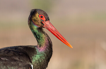 Black Stork portrait in early morning