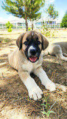 Puppy, Anatolian Shepherd Dog. Close-up portrait…