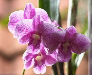 Abstract background of white and purple orchids, focus of beautiful  dendrobium, on blurred natural...