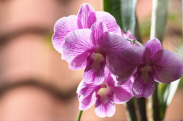 Abstract background of white and purple orchids, focus of beautiful  dendrobium, on blurred natural background.