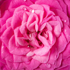 closeup of wet pink rose flower bloom