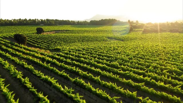 lavender straw bales wheat vineyards in spain