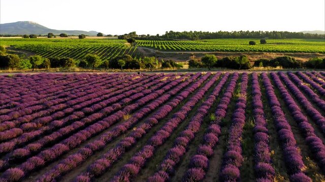 lavender straw bales wheat vineyards in spain
