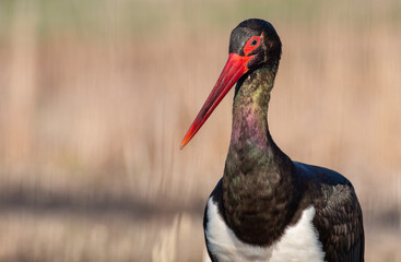 Black Stork portrait in early morning