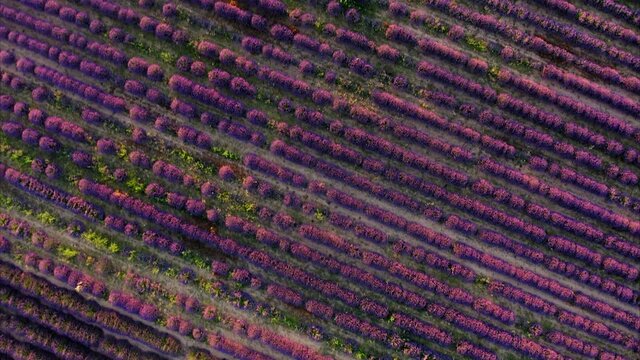lavender straw bales wheat vineyards in spain
