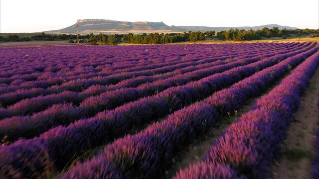 lavender straw bales wheat vineyards in spain