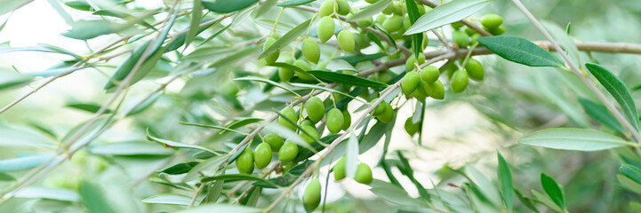 green olives grow on a olive tree branch in the garden. selective focus. banner