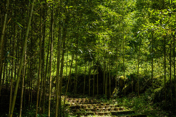 stairs in the forest