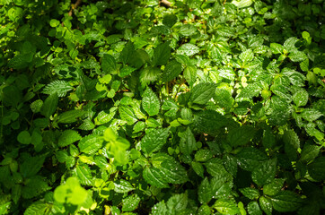 beautiful green grass leaves