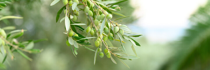 green olives grow on a olive tree branch in the garden. selective focus. banner