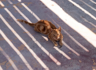 red cat lies on gray sand and looks at the camera