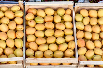 Fresh apricot fruit boxes sold in the market