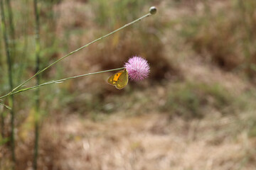 Mariposa, Flor rosa