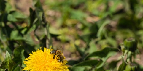 Biene auf Löwenzahnblüte Makro