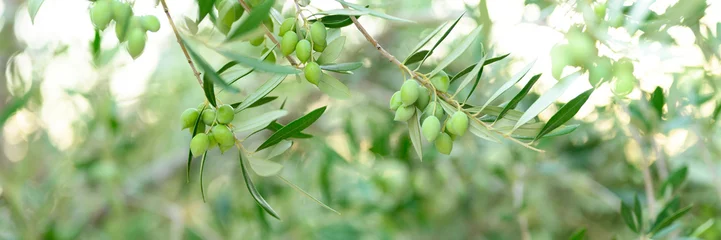 Rolgordijnen green olives grow on a olive tree branch in the garden. selective focus. banner © Ksenia