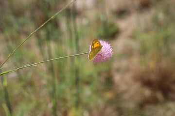 Mariposa, Flor rosa