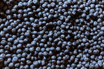 Lots of fresh, clean pure natural blueberries berries in summer