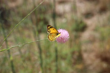 Mariposa, Flor rosa