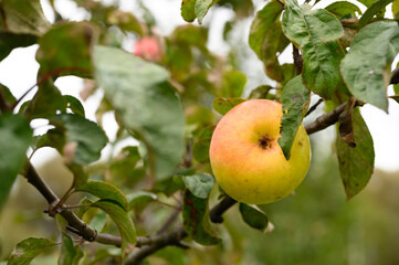 red green ripe fruit apple on a branch of an apple tree in the garden