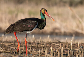 Black Stork portrait in early morning