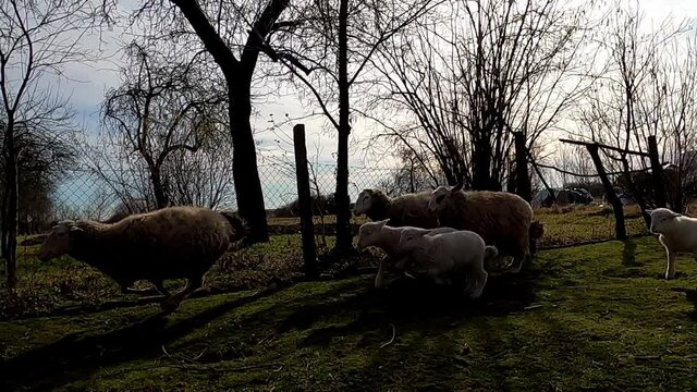 Flock of sheep running in farmyard