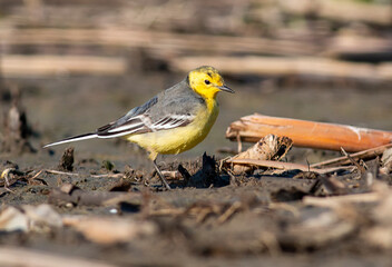 Citrine wagtail sitting in marsh