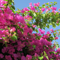 Bougainvillea, triplet flower, Mediterranean flowering plant