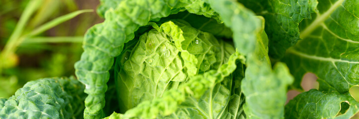 head of fresh honest white cabbage grows in the garden. water drops on leaves. banner