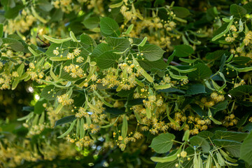 Flowering large-leaf Linden (Tilia). The branches are covered with yellow flowers. Medicinal plant