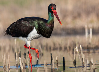 Black Stork portrait in early morning