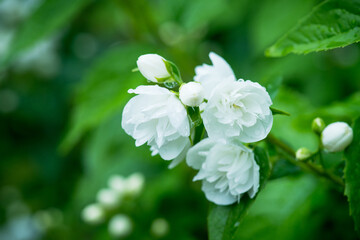 Jasmine white blossom branches. Selective focus.