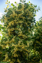 Fototapeta na wymiar Flowering large-leaf Linden (Tilia). The branches are covered with yellow flowers. Medicinal plant