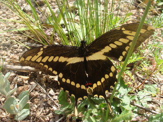 Mariposa limonera Gonepteryx rhamni