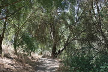 El Pardo, Rio Manzanares