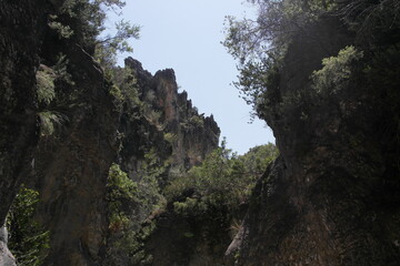 tree in the mountains