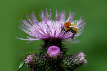 calabrone su fiore