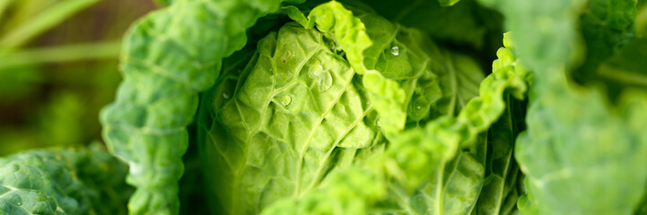 head of fresh honest white cabbage grows in the garden. water drops on leaves. banner
