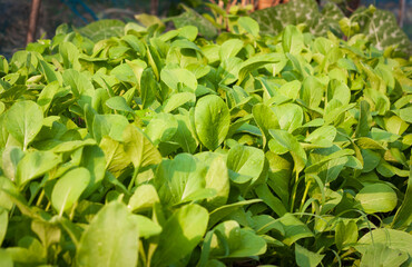 Green and fresh vegetables in the backyard, non-toxic vegetables