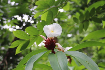 Fleur dans la jungle à Tahiti, Polynésie française