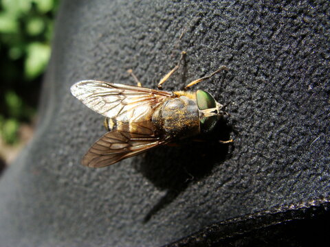 Tabanidae t&aacute;bano
