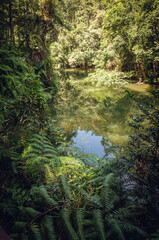 Fototapeta na wymiar landscape of tropical forest with a pond